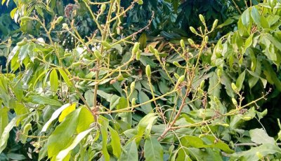 ঈশ্বরদীতে তাপপ্রবাহে ঝরে পড়ছে লিচুর গুটি, শঙ্কায় চাষিরা