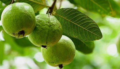 রাজশাহীর পেয়ারায় ভারী ধাতু!