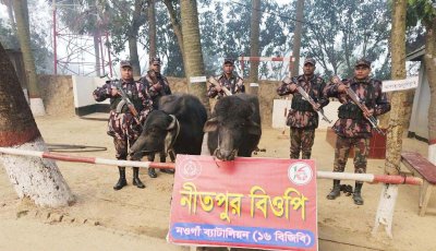 পোরশা সীমান্তে ২টি ভারতীয় মহিষ আটক
