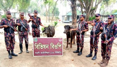 গোমস্তাপুরে ভারতীয় দুটি মহিষ জব্দ
