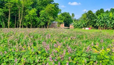 পঞ্চগড়ে শিমের ব্যাপক চাষ, লাভের আশা কৃষকের