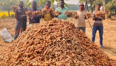 পুঠিয়ায় ১০ কাঠা জমিতে ৯২ মণ হলুদের ফলন