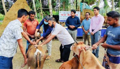 সিংড়ায় লাম্পি স্কিন রোগের টিকা ক্যাম্পেইন অনুষ্ঠিত