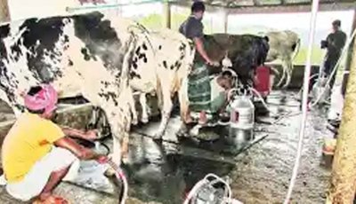 গুরুদাসপুরে এক বছরে উৎপাদন কমেছে দুধ ৫ হাজার টন, মাংস ৭ হাজার টন এবং ডিম ২০০ টন