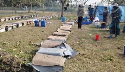 লক্ষ্যমাত্রার চেয়ে বেশী মধু উৎপাদন হচ্ছে শিবগঞ্জে