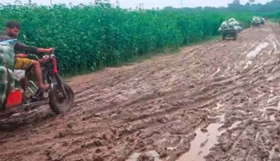 বাঘায় টানা বৃষ্টিতে পদ্মার চরে কাদা রাস্তায় মানুষের দুর্ভোগ
