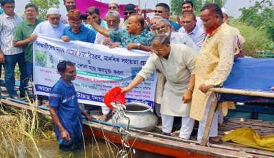 চলনবিলে পোনা মাছ অবমুক্ত