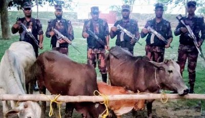 চাঁপাইনবাবগঞ্জে ভারতীয় গরুর চাপে স্থানীয় খামারিরা!