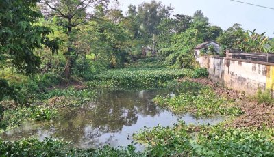 সান্তাহারে ইটিপি ছাড়াই চালকল, দূষিত হচ্ছে খাল-বিল ও ফসলি জমি