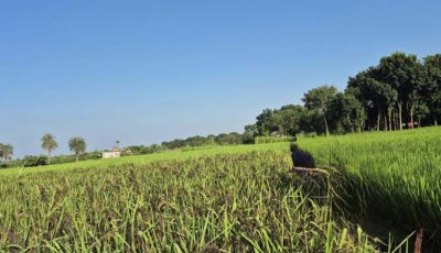 দুর্গাপুরে প্রথমবারের মতো ‘ব্ল্যাক রাইস’ চাষ, কৃষিতে নতুন সম্ভাবনা