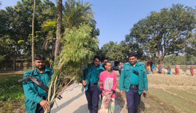 পেয়ারা বাগান থেকে সাড়ে ৯ ফুট উচ্চতার গাঁজা গাছ উদ্ধার, আটক ১