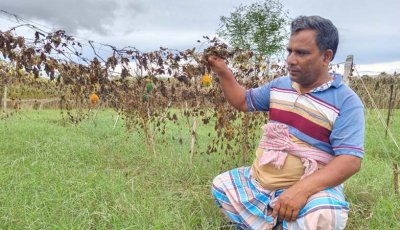 পদ্মার পানিতে ডুবল চরের সবজি, ক্ষতির মুখে কৃষক