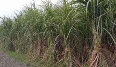 চাঁপাইনবাবগঞ্জে আখচাষে ফিরেছে প্রাণ