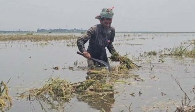 ডুবে গেছে হাজার হাজার একর ধান, কীভাবে বাঁচবে কৃষক