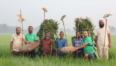 শীত এলেই চলনবিলে বাড়ে পাখি শিকার, হুমকিতে জীববৈচিত্র্য