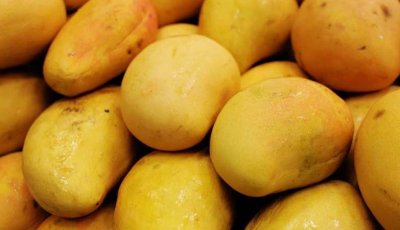 বিশ্বের ‘আমের রাজধানী’ মালিয়াবাদ