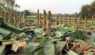 বদলগাছীতে তিন শতাধিক কলা গাছ কাটার অভিযোগ