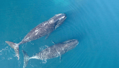 মানুষের আয়ু হবে ২০০ বছর, সূত্র মিলল তিমির প্রোটিনে