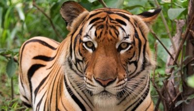 থাইল্যান্ডে ছড়িয়ে পড়েছে ভাইরাস, একে একে মারা যাচ্ছে বাঘ