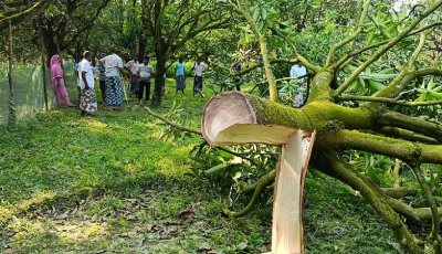 শিবগঞ্জে রাতের আঁধারে ৮ কাটিমন আমগাছ কাটার অভিযোগ