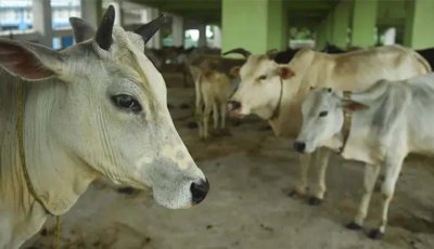 পশ্চিমবঙ্গে প্রকাশ্যে পশু জবাই নিষিদ্ধ