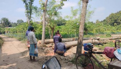 পুঠিয়ায় সরকারি রাস্তার পাশের ১৪ মেহগনি গাছ কেটে নেয়া হয়েছে