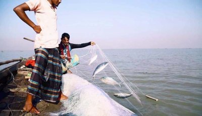 চলতি বছরে কমেছে ইলিশে আহরণ, আসছে নিষেধাজ্ঞা