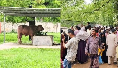চিড়িয়াখানায় দেয়ালবন্দি ‘ডোনাল্ড ট্রাম্প’কে দেখতে দর্শনার্থীদের ভিড়