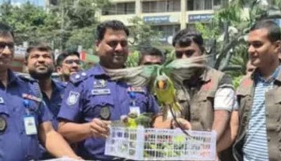 ঢাকায় পাচারের চেষ্টা ব্যর্থ, অবশেষে আকাশে ডানা মেলালো ১০৩টি টিয়া
