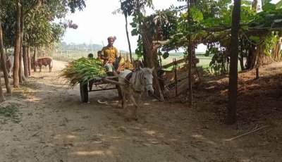 পদ্মার চরে মালামাল বহনে একমাত্র ভরসা ঘোড়ার গাড়ি