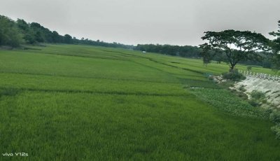 চকের নদীর অস্তিত্ব বিলীন, বুকজুড়ে ফসলের সমারোহ, নদীর জমি বেদখল