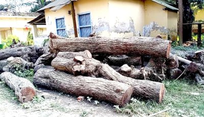 ঈশ্বরদীতে অনুমোদন ছাড়াই ৩ হাজার গাছ কেটে সাবাড়
