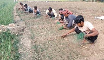 গানের তালে তালে পেঁয়াজ রোপণ ও উত্তোলনে ব্যস্ত কৃষক