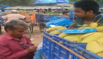 কানসাট আমবাজারে অব্যাহত ‘ঢলন’ প্রথা, হতাশ চাষিরা