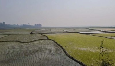 রাজশাহীতে বোরোর উৎপাদনের লক্ষ্যমাত্রা ৩ লাখ টন