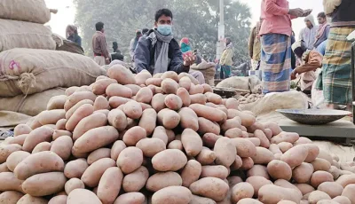 মৌসুমের শুরুতেই আলুর দামে ধস