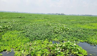 কচুরিপানার দখলে চলনবিল অঞ্চলের বিস্তীর্র্ণ জলাভূমি
