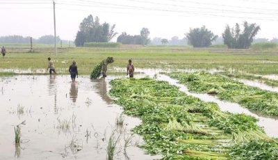 ঠাকুরগাঁওয়ে বজ্রপাতে বাবা-ছেলের মৃত্যু