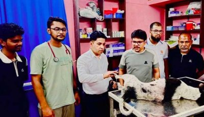 বগুড়ায় ছুরিকাহত রক্তাক্ত কুকুর ড্রেন থেকে উদ্ধার, থানায় মামলা