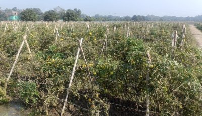 টমেটো চাষ করেই সফল উচ্চশিক্ষিত জজম আলী