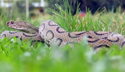 নিয়ামতপুরে বেড়াতে এসে সাপের কামড়ে প্রাণ গেল শিশুর