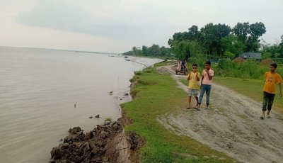 বাঘায় পদ্মার ভাঙনে বিলিন হচ্ছে আবাদি জমি