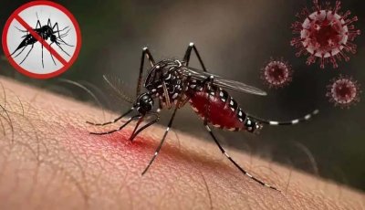 ডেঙ্গুতে আরও ৫ জনের মৃত্যু, হাসপাতালে ভর্তি ১৩৬৬