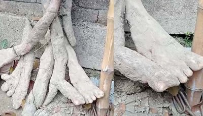 মানুষের হাত-পায়ের আকৃতির মেটে আলু, জনমনে কৌতূহল