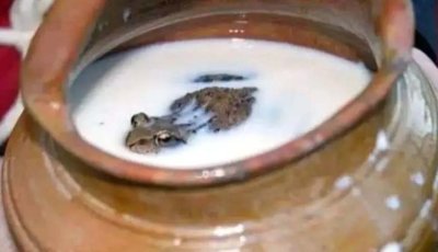 দুধ ভাল রাখতে জ্যান্ত ব্যাঙ!