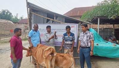 পোরশায় দরিদ্র পরিবারের পশুকে বিনামূল্যে সিসিডিবি’র টিকা প্রদান
