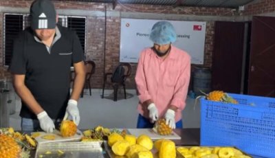 চাঁপাইনবাবগঞ্জে শুরু হলো ড্রাই আনারসের বাণিজ্যিক উৎপাদন