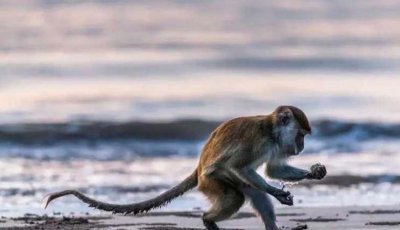 হরমুজ অভিযানে যাওয়ার পথে বানরের আক্রমণে আহত মার্কিন নাবিক