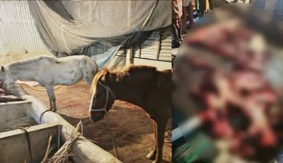 টাঙ্গাইলে ৮টি ঘোড়া জবাইয়ের অভিযোগে আটক ৪