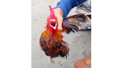 মোরগের কণ্ঠে আল্লাহ ডাক‘, এলাকাজুড়ে চাঞ্চল্য